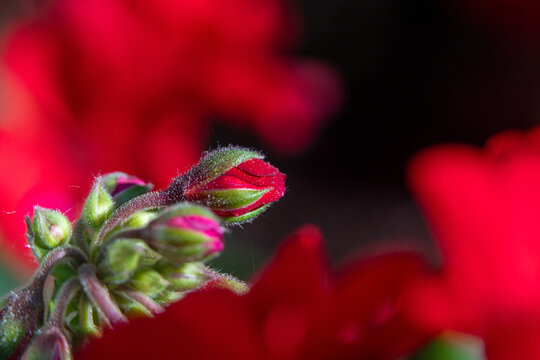 Red geranium buds beginning to open in summer garden