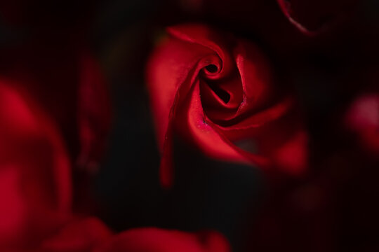 Abstract close-up of red flower petals in deep shadow