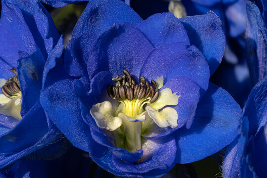 Blue delphinium macro showing flower reproductive structures