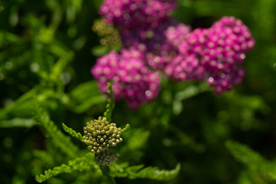 Developing yarrow flower head beside mature pink blooms
