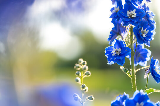 Backlit blue delphinium flowers with garden copy space