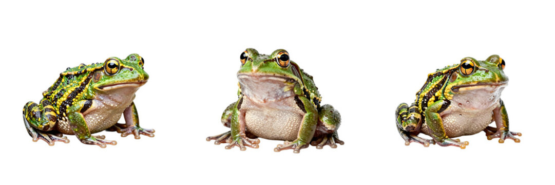 Three green and yellow frogs isolated on a black background looking in different directions