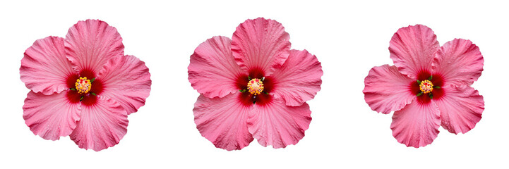 Naklejka premium Three pink hibiscus flowers stand out against a black backdrop