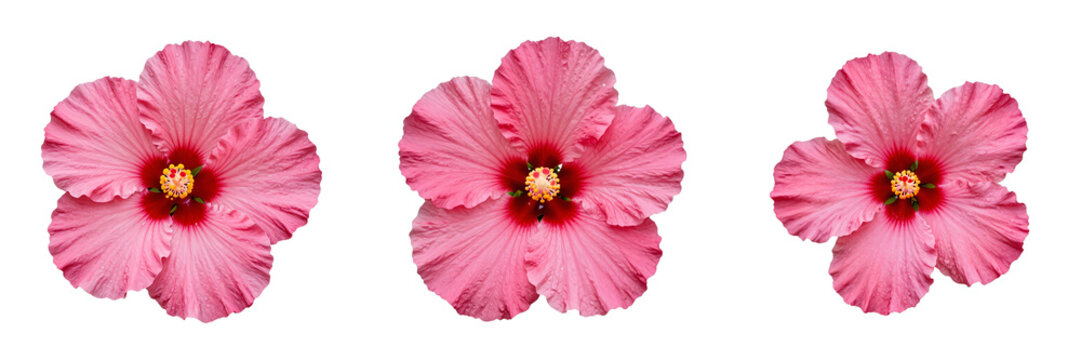 Three pink hibiscus flowers stand out against a black backdrop