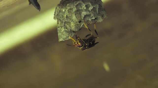 Macro of Guinea Paper Wasp Grooming Antennae on Hanging Nest with Visible Eggs