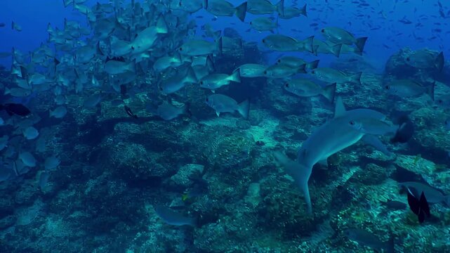 Sharks and schools of fish swimming in a vibrant coral reef ecosystem