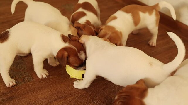 Jack Russell terrier puppy standing alert on a wooden floor in a bright room, curious pet behavior, inquisitive animal moment.