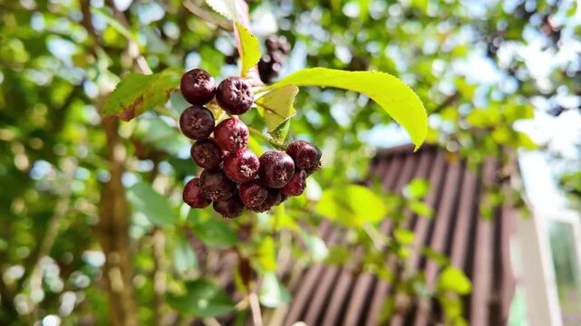 A branch of red chokeberry hangs with a cluster from a leafy tree limb, an orchard, a natural harvest, summer nature, fresh, healthy products..