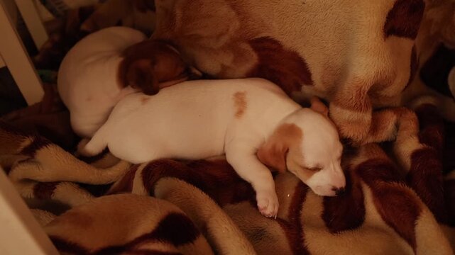 Jack Russell terrier puppy walking on a patterned tile floor in a cozy indoor space, active pet moment, energetic animal scene.