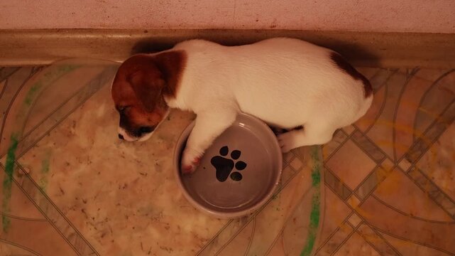 Jack Russell terrier puppies exploring near a green plant in a bright indoor area, curious pet behavior, inquisitive animal moment.