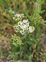 Bristly yarrow (Achillea setacea) © Eleonora