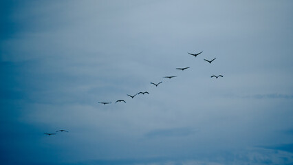 Obraz premium A flock of cranes flying in a V-formation against a dark blue sky. A landscape associated with wild bird migration.