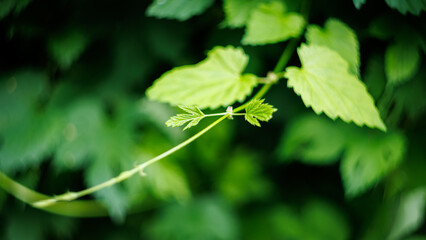 Green hop leaves and vine macro shot. Beautiful fresh climbing plant branch with soft blurred foliage bokeh background. © Dmytro