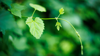 Green hop vine branch with fresh leaves macro shot. Beautiful vibrant nature bokeh background with soft green blur. © Dmytro