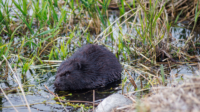 Wild beaver with dark wet fur sitting in shallow water surrounded by green grass and reeds. Natural wildlife photography.