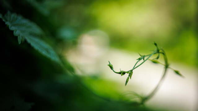 Green vine tendril and sprout close-up view. Fresh climbing plant with beautiful soft blurred green bokeh background.