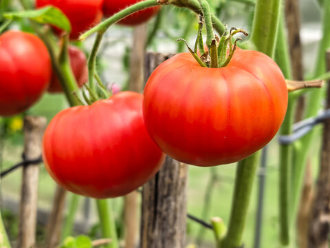 Close up of two large ripe red beefsteak tomatoes on the vine