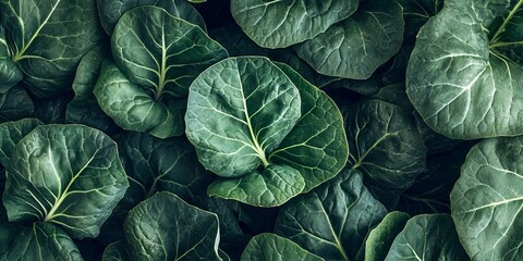 Obraz premium Full Frame Close Up Shot Featuring Fresh Dark Green Collard Greens Leaves With Visible Vein Detail.