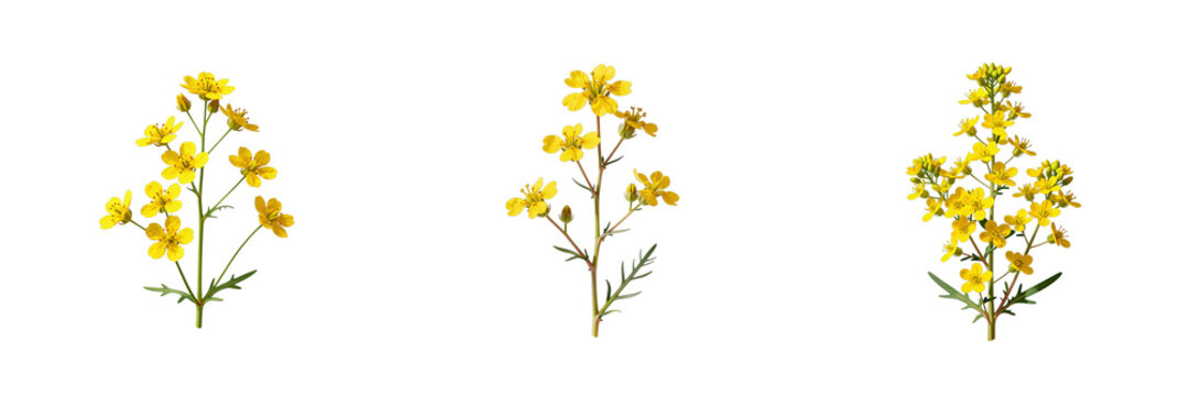 Three isolated hoary alyssum plants display petite yellow blossoms on a stark black background