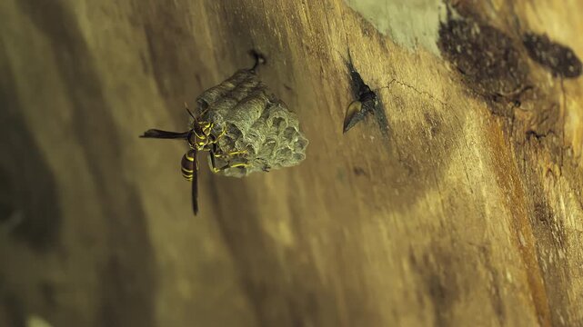 Macro of Guinea paper wasp landing on paper comb nest under wooden structure