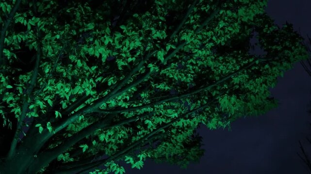 A fire hydrant sits beside a tree under the stars