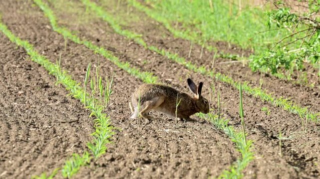 A European hare feeds on young shoots between crop rows and then hops away across the field
