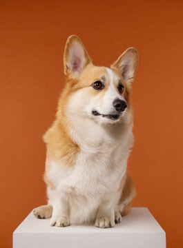 Pembroke Welsh Corgi sits confidently on a white pedestal against orange. Clean full-body studio composition offers useful copy space for modern pet advertising and branding.