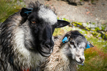 Extreme macro portrait of Norwegian sheep and lamb with detailed wool in Hemsedal mountains near Gol, Norway. Close-up of farm animals in Scandinavian nature. © JuanPablo