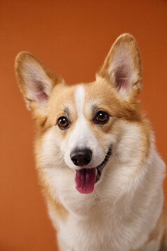 Happy Pembroke Welsh Corgi looks directly at camera with a cheerful smile. Warm orange background creates a friendly commercial portrait for positive pet lifestyle concepts.