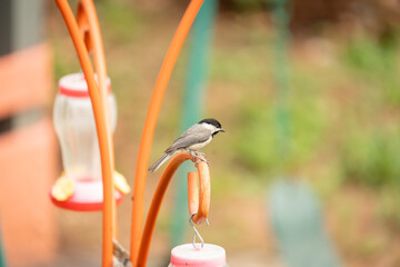 tiny black capped chickadee perched on an orange steel hanging feeder holder in a public park or suburban backyard in profile view of their coloration and plumage pattern on this common species © _ _
