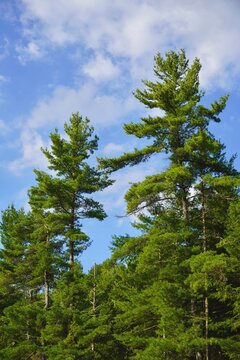 pine trees in the forest, background
