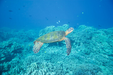 Green sea turtle underwater off the coast of Hawaii © willtu