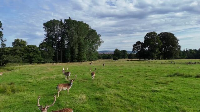 Wide angle drone video of fallow deer herd grazing in green grassy parkland under cloudy sky