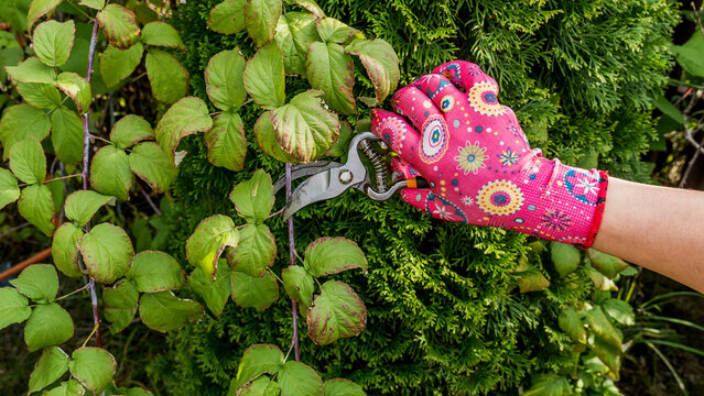 pruning with shears