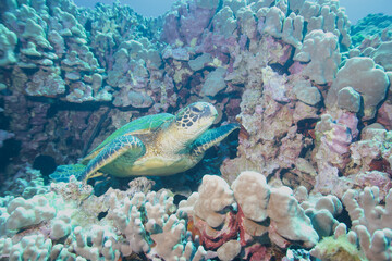 Green sea turtle underwater off the coast of Hawaii © willtu