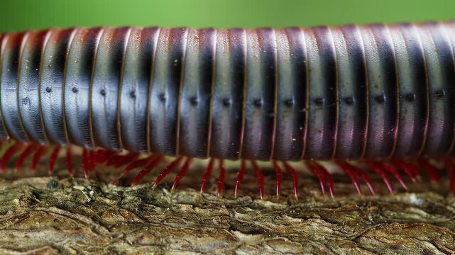 Extreme close-up of a millipede's segmented body and red legs crawling on bark