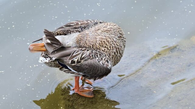 Close view of a female mallard duck preening its feathers on a mossy stone in shallow water, Prague, Czech Republic