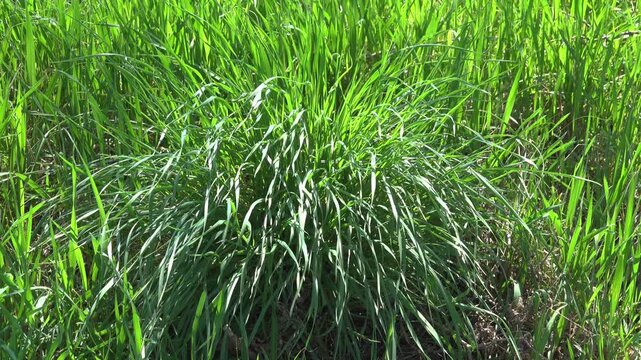 Green Grass Blades Swaying in Wind.