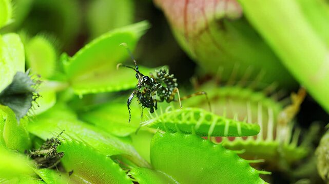 Macro shot of a predatory insect on a Venus flytrap plant ready to strike