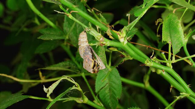 Close-up of a moth pupa attached to a thorny plant stem in nature