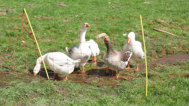 Four honking geese behind a fence