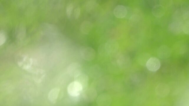 Camera Tilting Down Over Blurred Green Meadow Background.