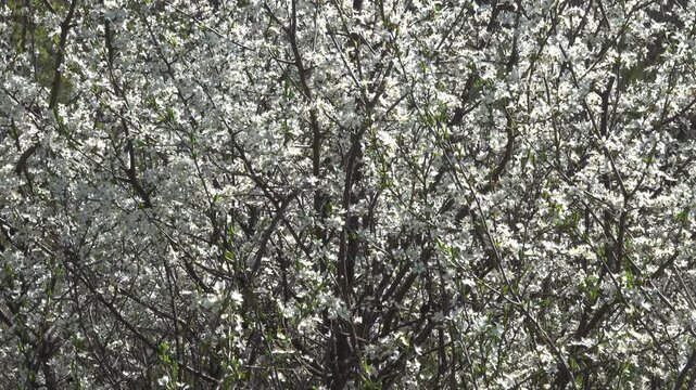 Blooming Blackthorn Flowers on Bush Branches.