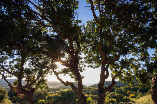 Traditional mastic plantation in the south of Chios island.