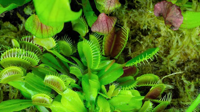 Close-up of Venus flytraps with dew drops on their traps and leaves
