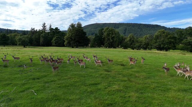 Group of wild fallow deer stags with antlers standing in a green field with forested mountain background