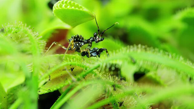 Macro view of a spiky insect on a Venus flytrap plant in lush green surroundings