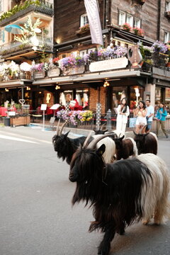 Zermatt, Switzerland summer Goat's Parade August 2026