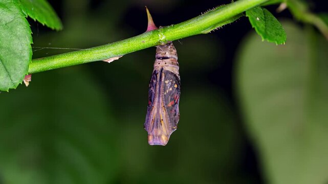 Close-up of a moth pupa hanging from a thorny plant stem