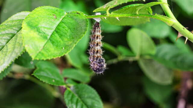 Close-up of a fuzzy caterpillar crawling on a thorny rose stem with green leaves